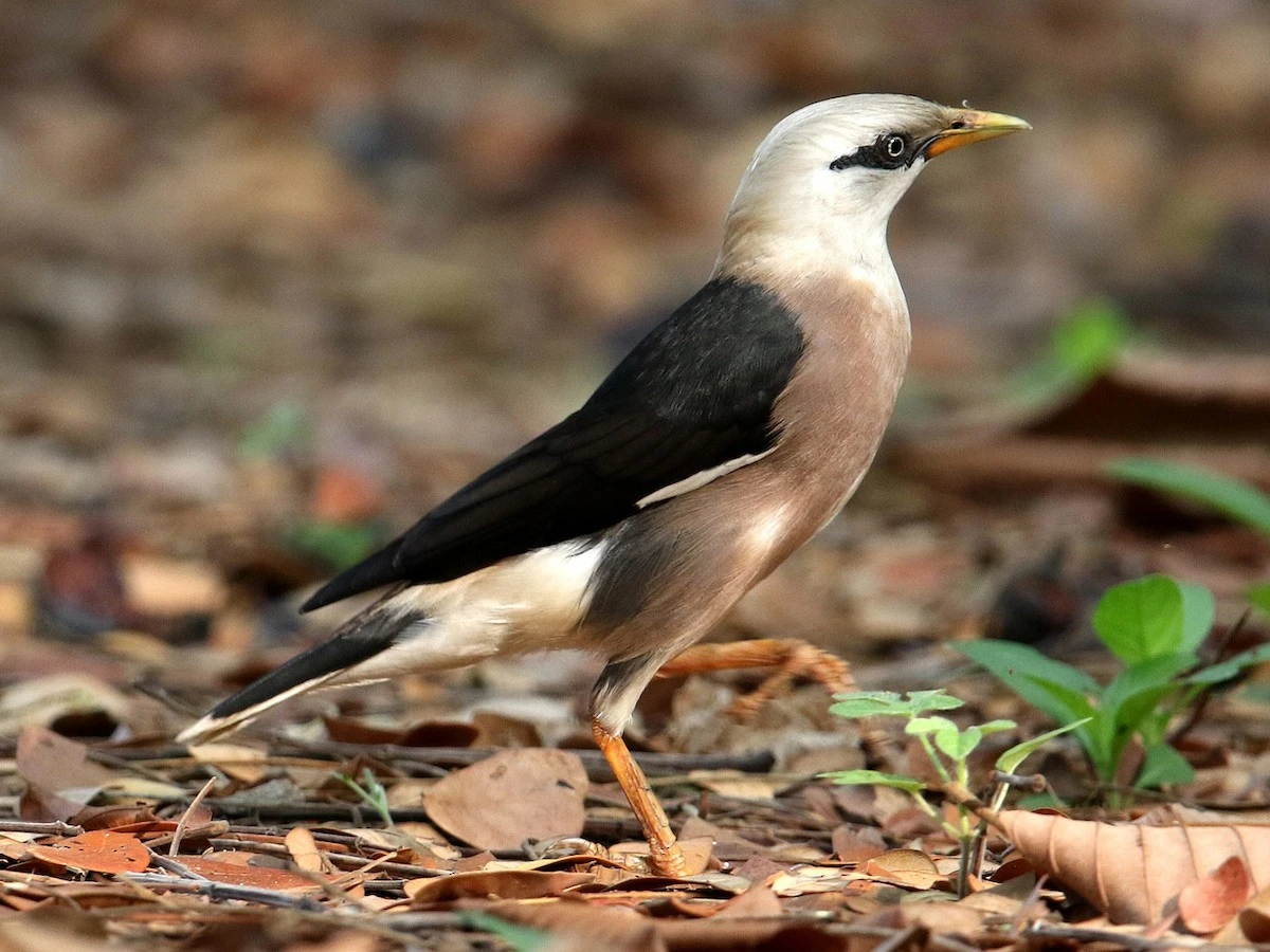 Ngạc nhiên với sự đa dạng của các loài chim sáo ở Việt Nam