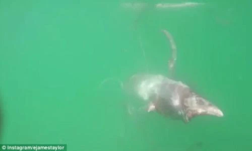 Bị thương, mực khổng lồ bám chặt ván chèo của người đàn ông