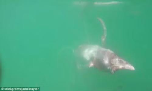 Bị thương, mực khổng lồ bám chặt ván chèo của người đàn ông