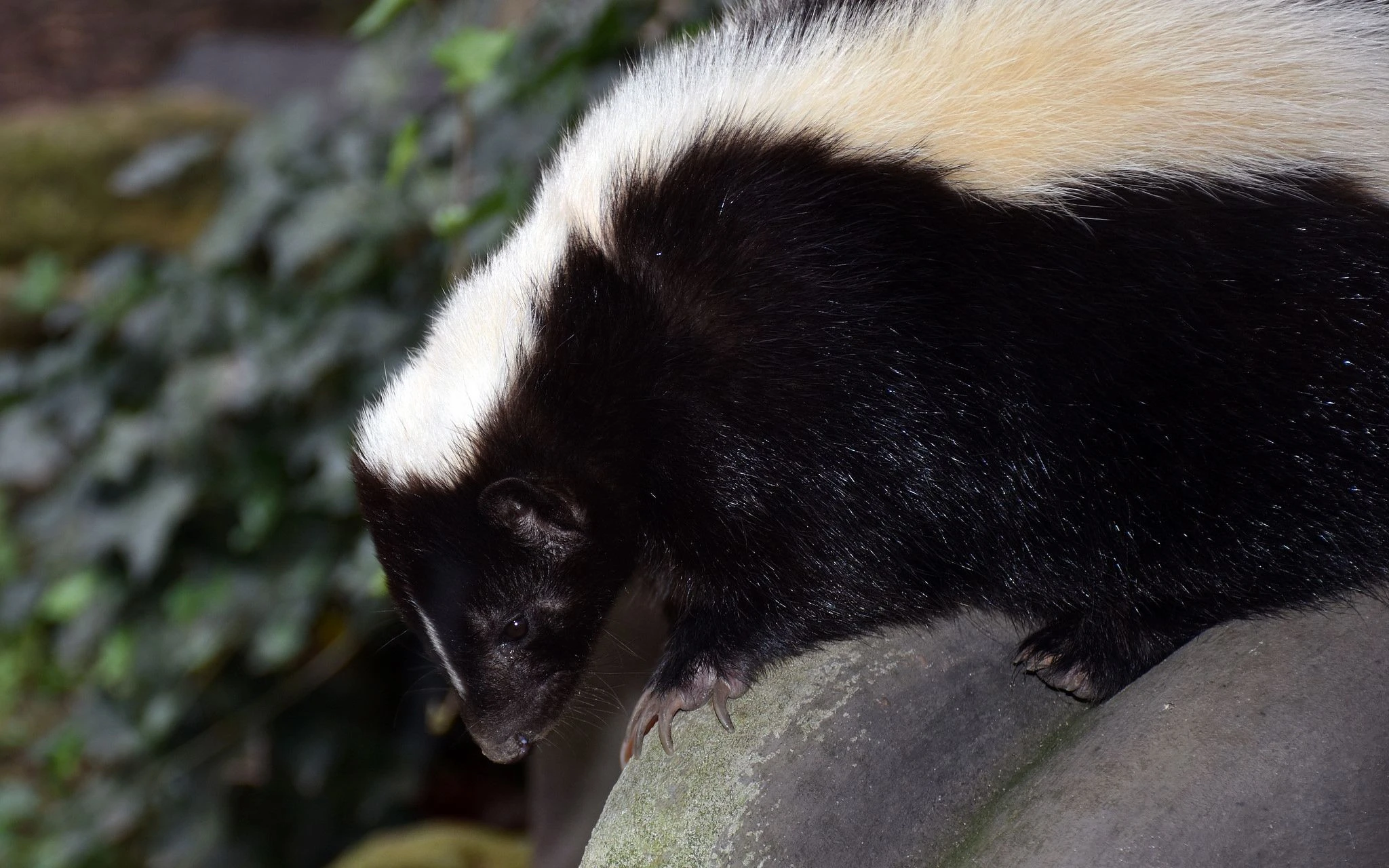 Sự thật thú vị về động vật 'bốc mùi' nhất quả đất