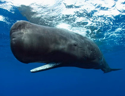 10 “quái vật” Biển Đông khủng khiếp có thật