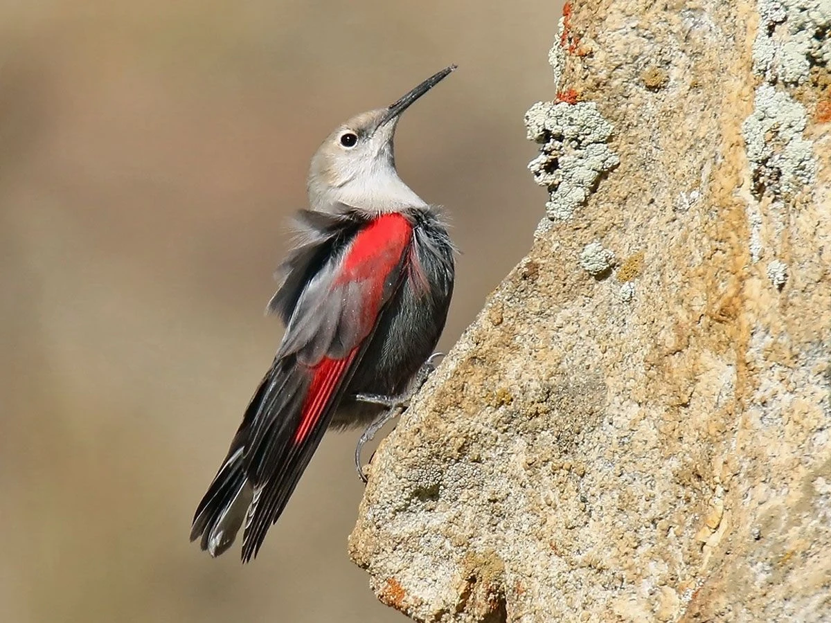 Điều lý thú về loài chim mang tên “trèo tường” của Việt Nam