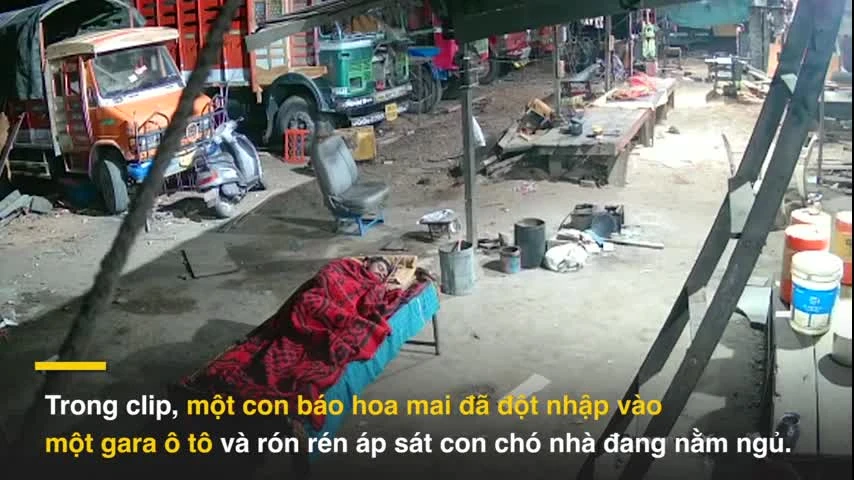 Báo hoa mai đột nhập nhà dân trong đêm, ngoạm cổ chó nhà lôi đi