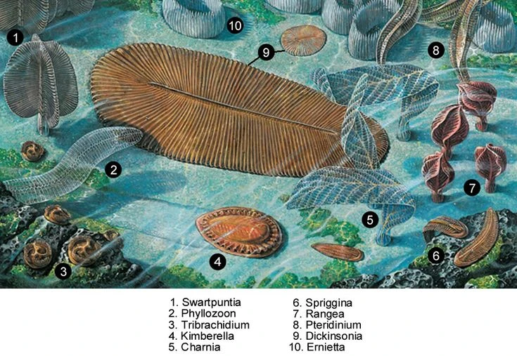 Loài vật 550 triệu tuổi, huyền bí nhất trên cây tiến hóa sự sống
