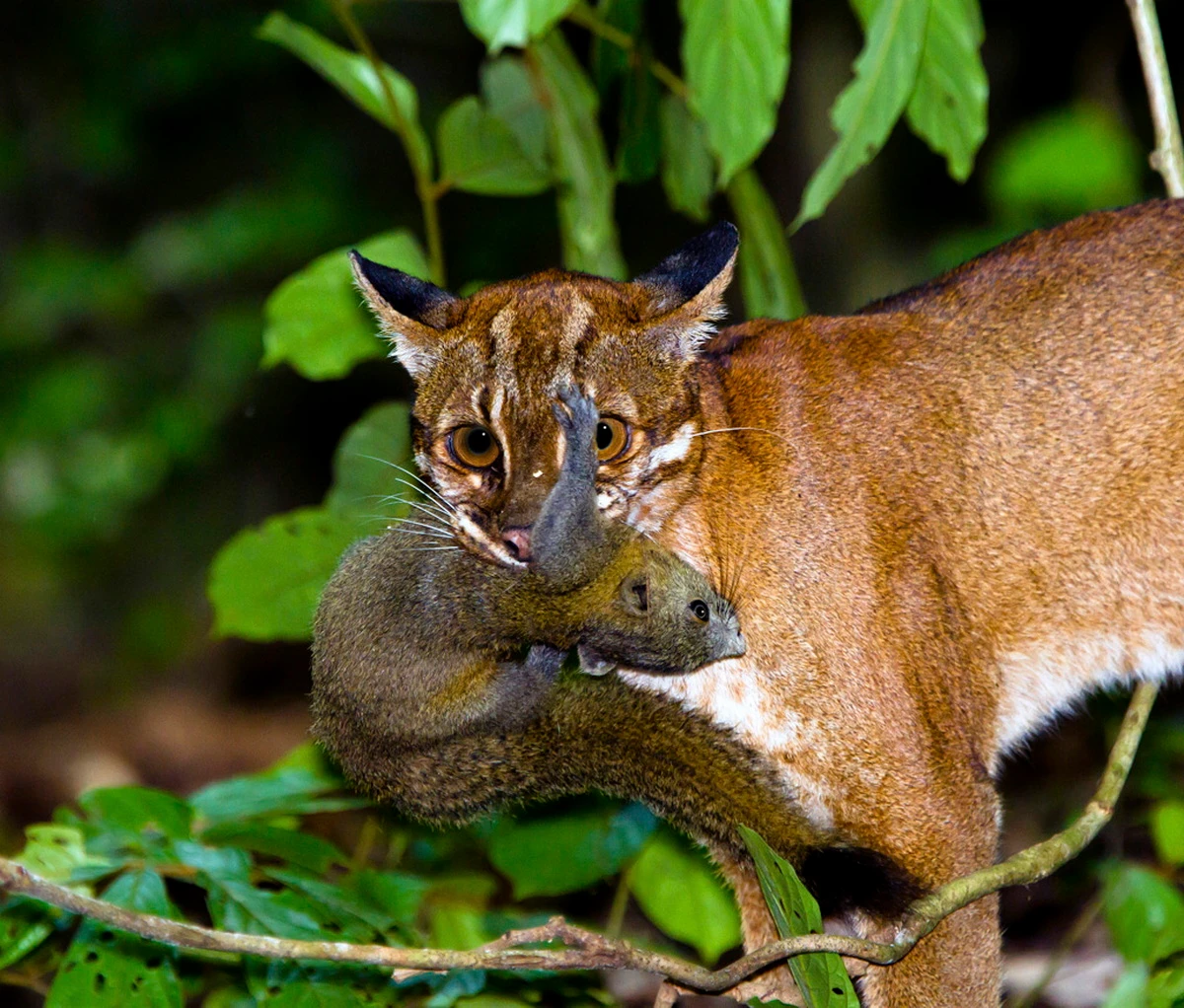 Các loài mèo hoang dã hiếm có của Việt Nam: Báo lửa