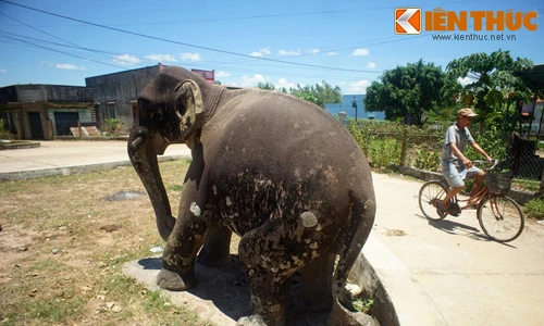 Cặp voi đá cổ độc nhất vô nhị của vương quốc Chăm Pa