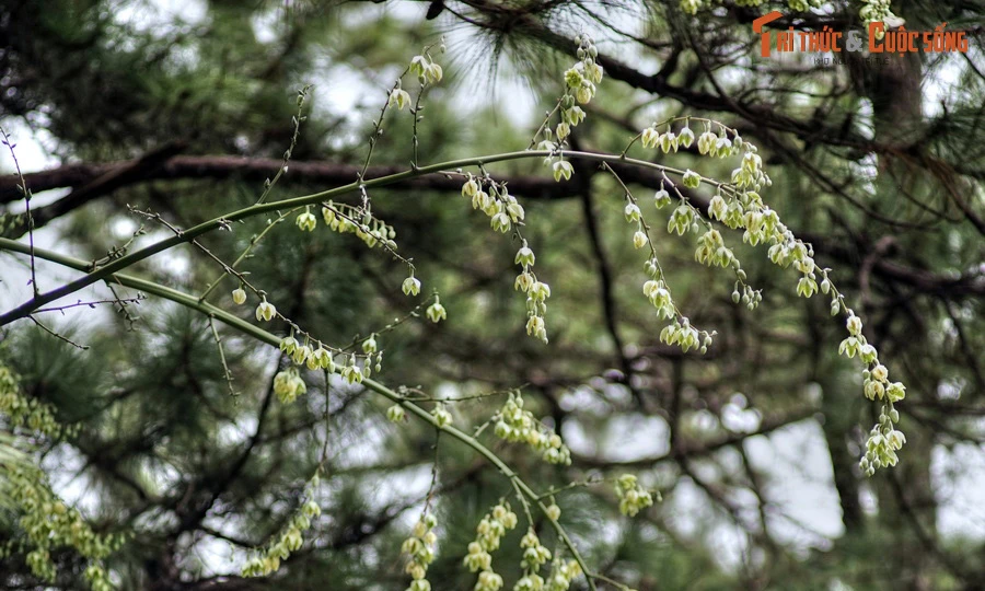 Xem loài cây chục năm nở hoa một lần bung chi chít ở Đà Lạt