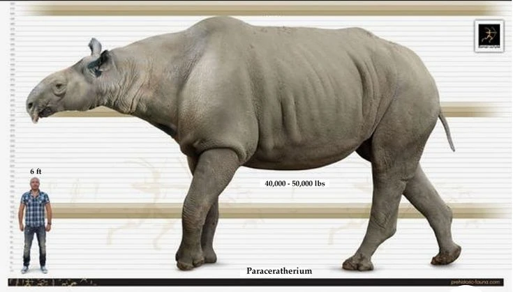 Soi loài tê giác lớn nhất từng tồn tại, to bằng bốn con voi