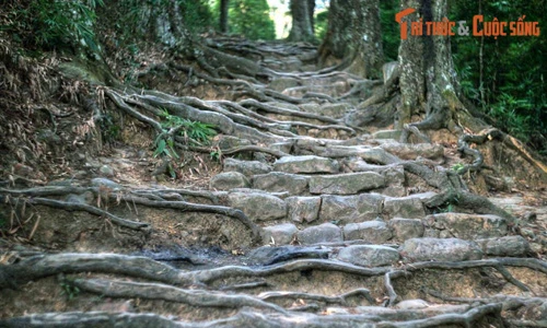 Tận mục hàng cây trồng lâu đời nhất Việt Nam: Có cây trên 700 tuổi