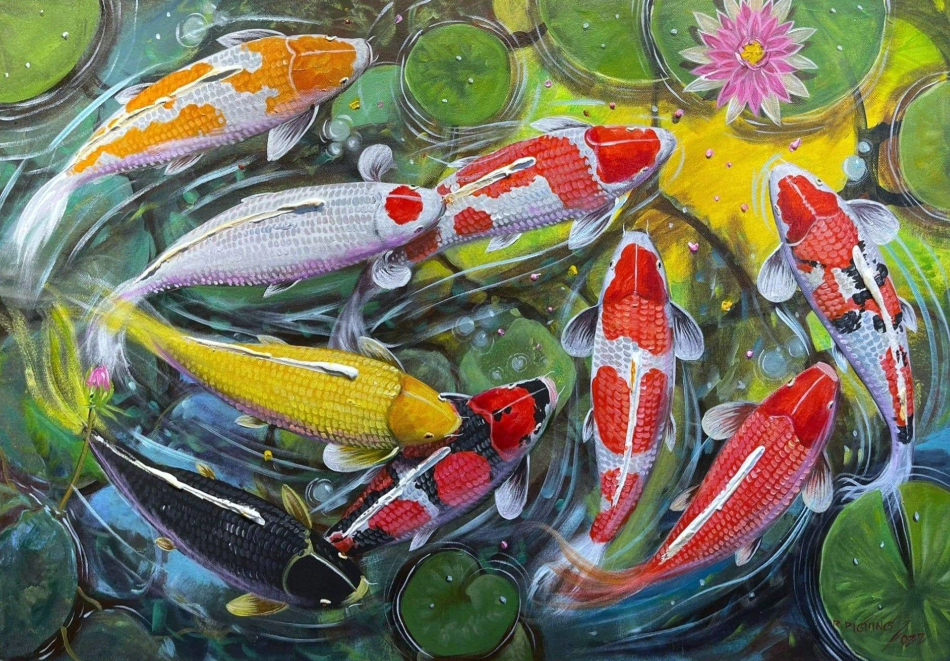 Top 15 sự thật thú vị ít người biết về cá koi 