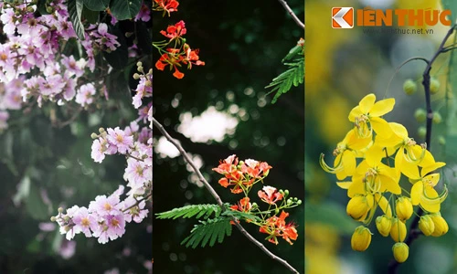 Ngắm phố phường Hà Nội rực rỡ trong sắc hoa đầu hạ