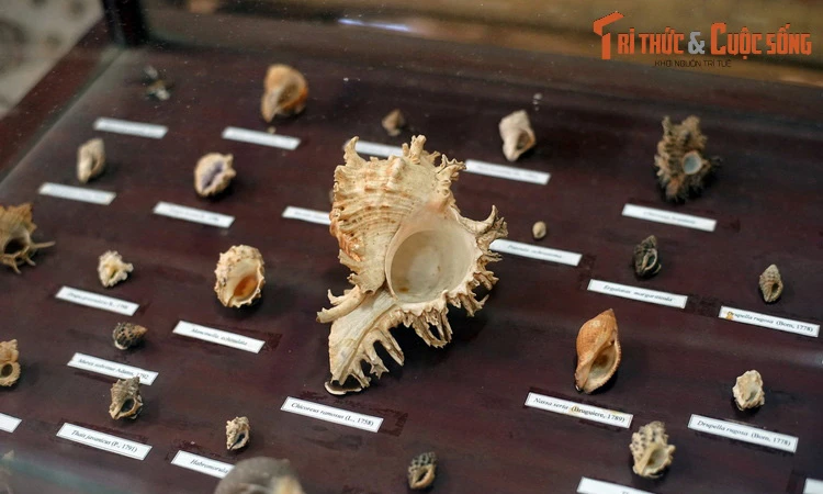 Cận cảnh bộ sưu tập vỏ ốc “khủng” nhất Việt Nam