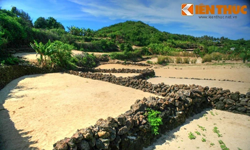 Tận mục ruộng bậc thang lạ lùng giữa biển khơi Lý Sơn