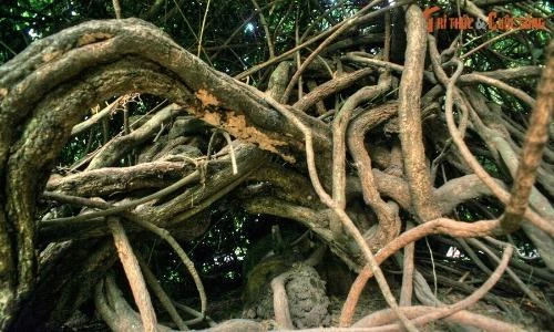 Cây cổ thụ uốn éo như rắn, được “phong thần” ở Thảo Cầm Viên Sài Gòn