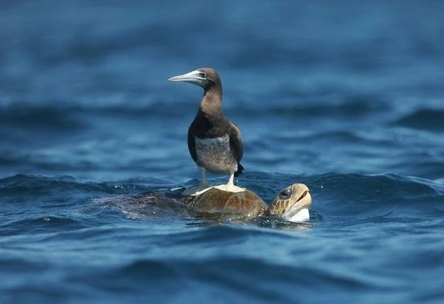 Sự thật ngỡ ngàng về loài chim điên duy nhất của Việt Nam