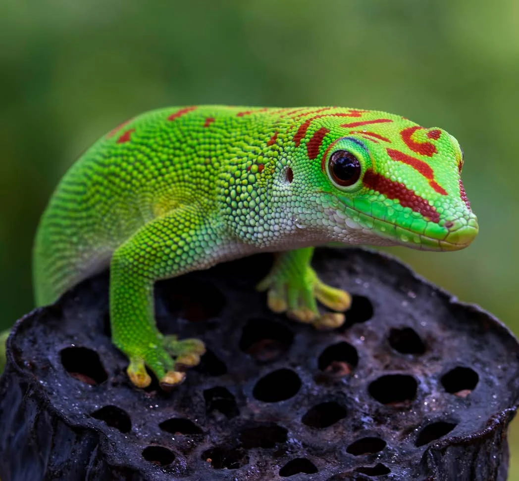 Cận cảnh các loài tắc kè lạ lùng nhất quả đất