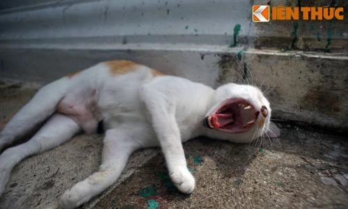 “Chưa biết mèo nào cắn mỉu nào“: Sự thật lý thú về con “mỉu“