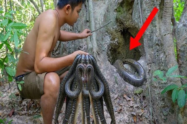 Video: Người đàn ông phát hiện tổ rắn bên trong gốc cây già