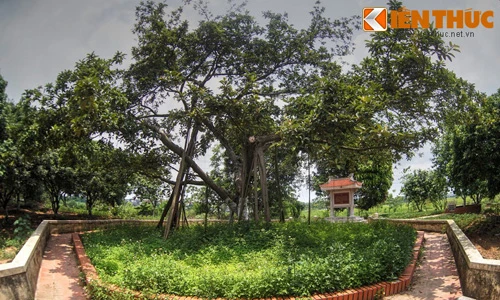 Thăm cây đa Bác Hồ trồng ở quê hương TBT Nguyễn Phú Trọng