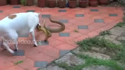 Video: Chó nhà điên cuồng cắn xé rắn hổ mang trâu và kết thảm