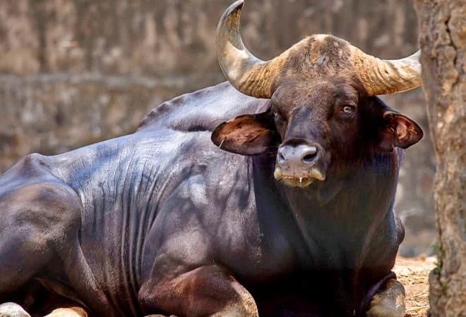 Loài động vật lớn nhất thế giới ở Việt Nam sắp tuyệt chủng