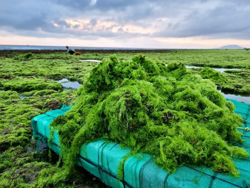 Cận cảnh khai thác rong nho tại Ninh Thuận