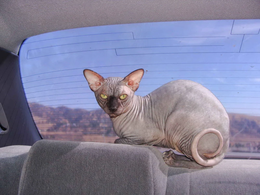 Tận mục giống mèo nhăn nhúm như vừa chui ra từ máy giặt