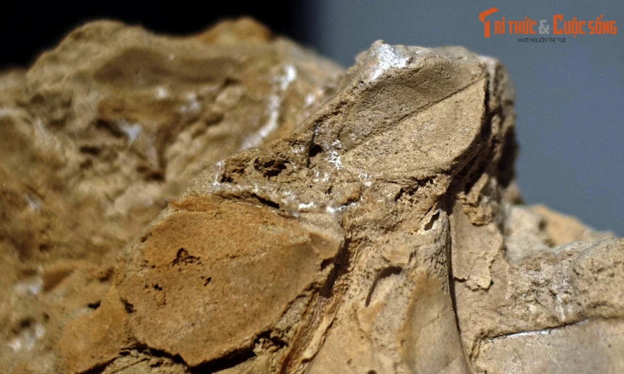 Cận cảnh tuyệt phẩm lá cây hóa thạch ở Hà Nội