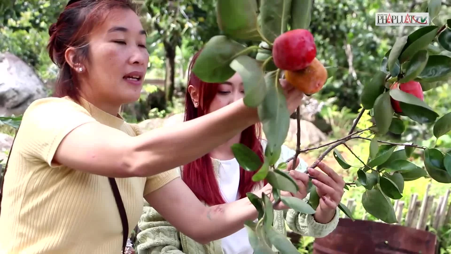 Video: Đến xứ D’ran ‘bắt trend’ cắm cành quả hồng