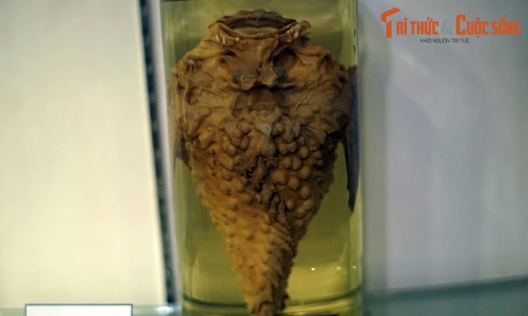 Soi xác ướp những con cá quái dị được trưng bày ở Hà Nội 