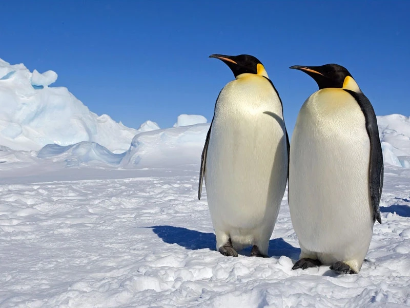 Top 10 loài chim to nhất thế giới