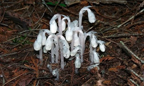 Ngắm “cây ma” cực hiếm gặp xuất hiện ở Trung Quốc