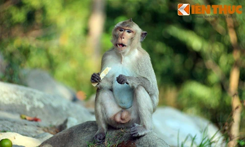 Độc đáo những danh thắng đầy khỉ ở Việt Nam 