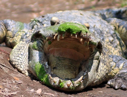 Chốn ăn chơi lạ: Xứ sở cá sấu giữa Sài Gòn