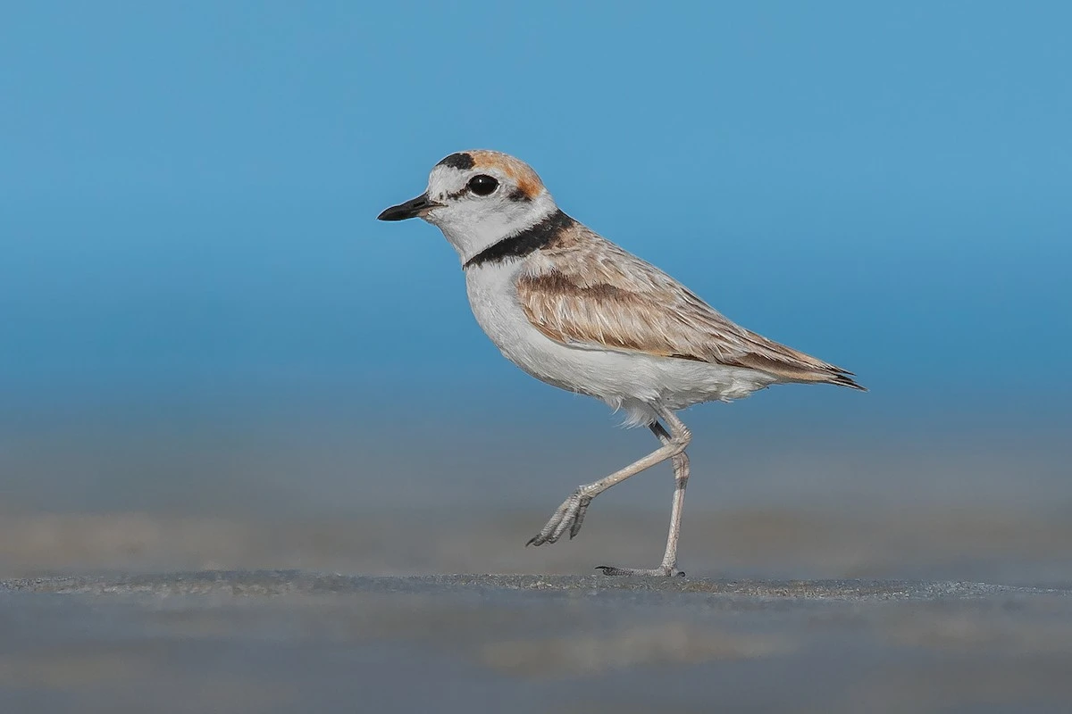 “Nhảy như con choi choi“: Soi loài chim choi choi thú vị ở Việt Nam