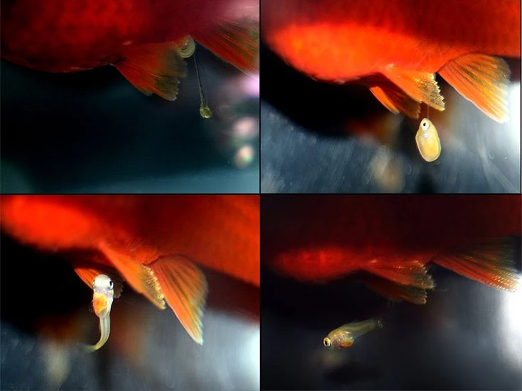 Điểm danh những loài cá cảnh đẻ con lúc nhúc như chuột