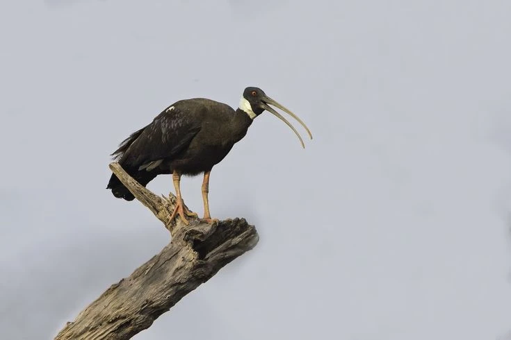 Ngỡ ngàng chim quý biệt tích nhiều năm bất ngờ tái xuất ở Việt Nam