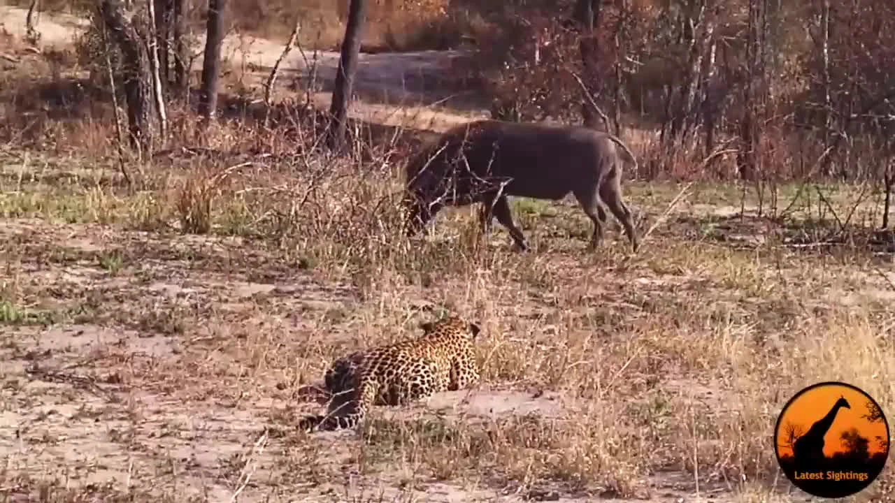 Video: Tình huống săn mồi 'khó đỡ' bậc nhất thế giới của loài báo