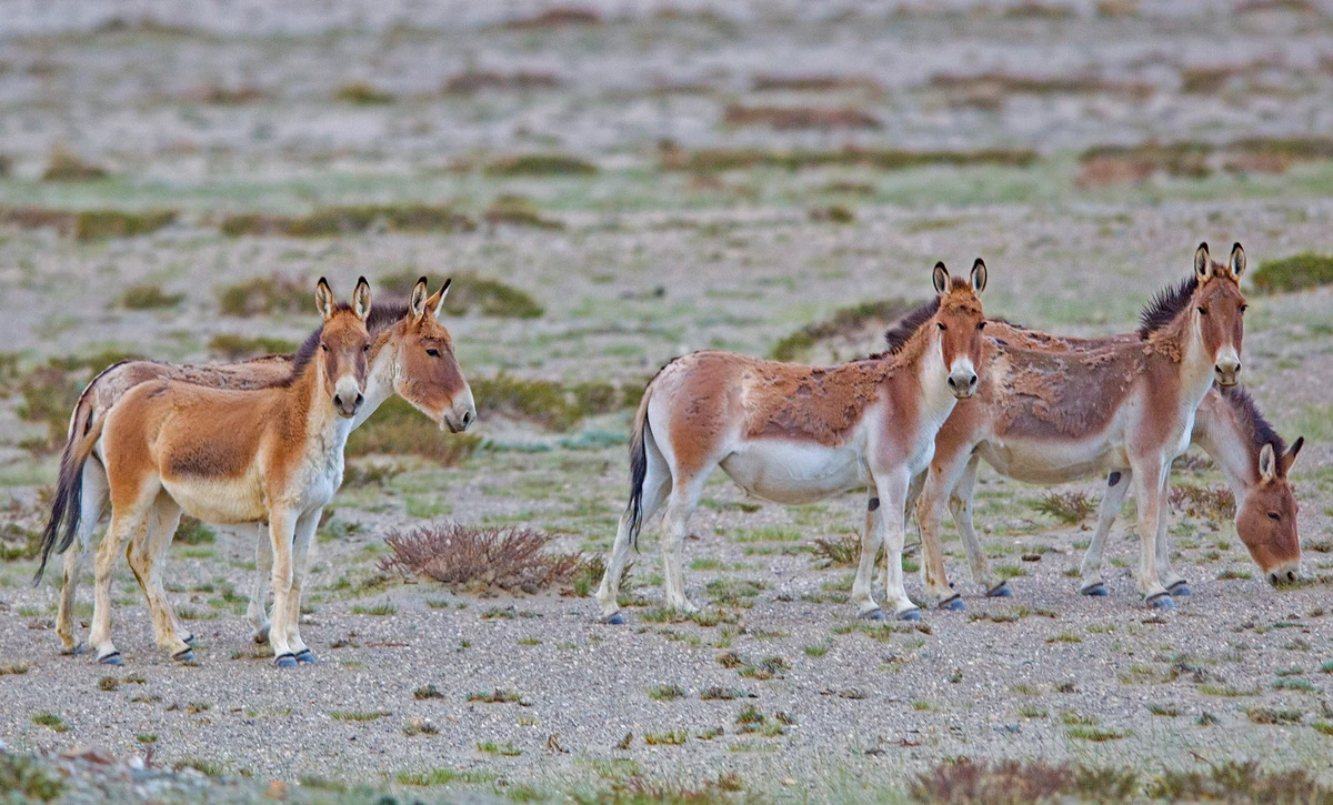 Điểm danh những gương mặt đình đám còn sót lại của họ nhà ngựa 