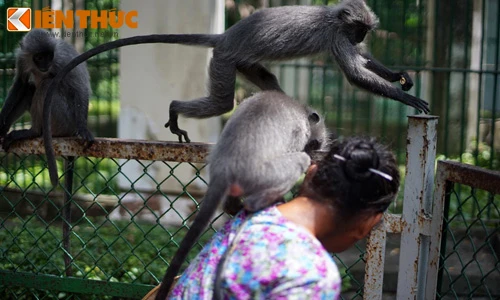 Ảnh độc: Voọc quý hiếm Thảo Cầm Viên “vượt ngục”, quậy tưng