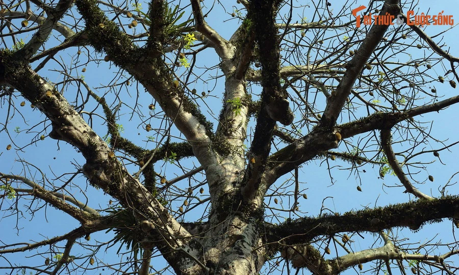 Kỳ lạ những cây bao báp khổng lồ mọc giữa đô thị Việt Nam