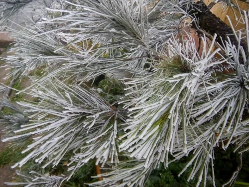 Ảnh “nóng hổi” về tuyết rơi ở Việt Nam đầu năm 2016