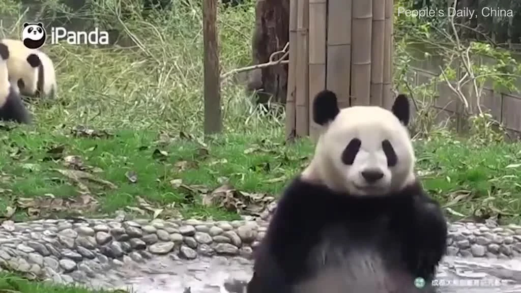 Video: Màn “tắm táp” siêu dễ thương của gấu trúc