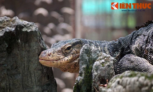 Cận cảnh bộ sưu tập bò sát khủng nhất Việt Nam