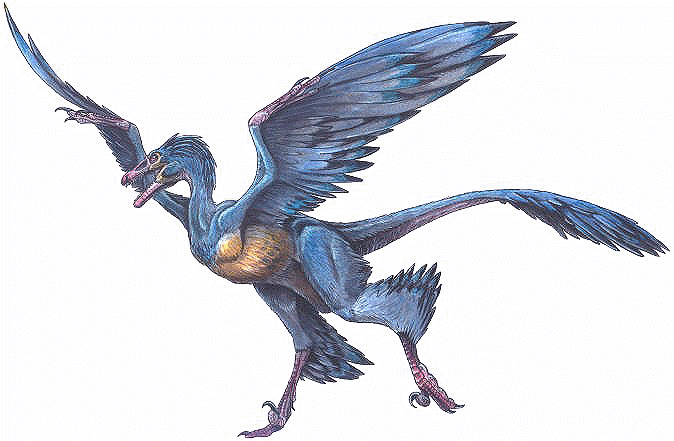 Microraptor. Là một loài khủng long có lông vũ và có cánh ở cả tay và chân, Microraptor là một trong số ít những loài khủng long có khả năng lướt hoặc bay ngắn. Ảnh: Pinterest.