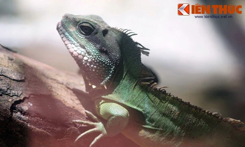 Hình ảnh “chất” về loài rồng có thật của Việt Nam