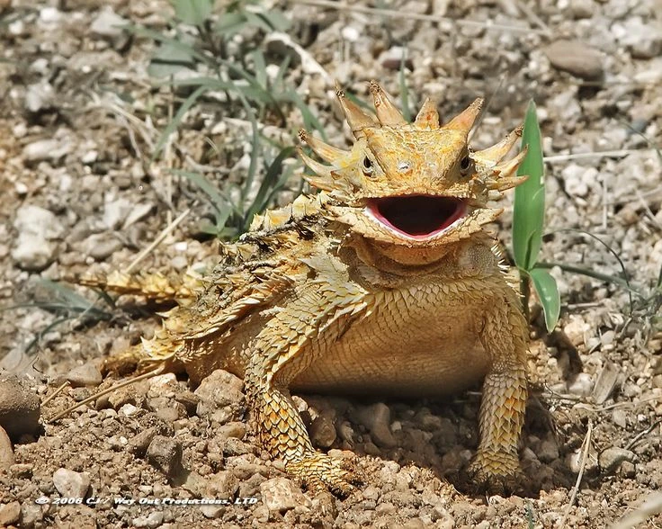 Cận cảnh loài “rồng gai” sa mạc khiến nhiều người mê mẩn