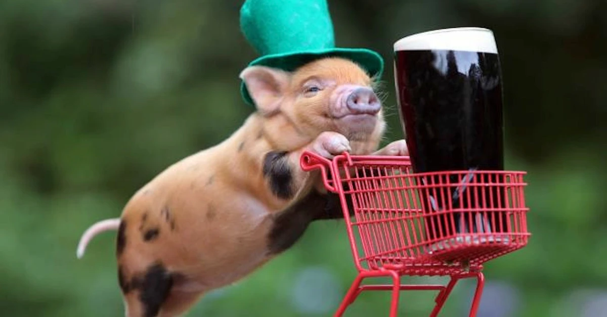 Tại sao người Việt có câu: “Ngu như lợn“? 