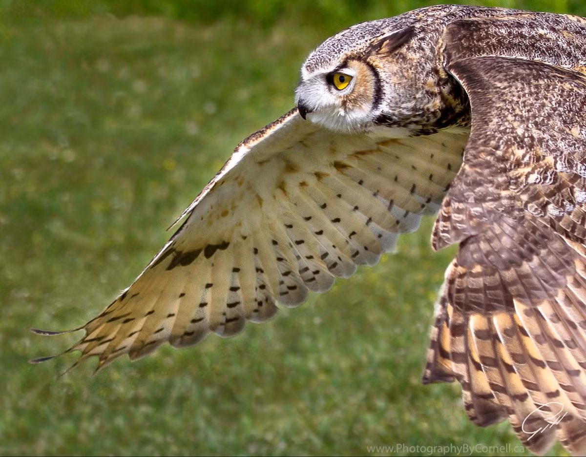 Năng lực khó tin của loài cú bự nhất thế giới: Săn cả hươu