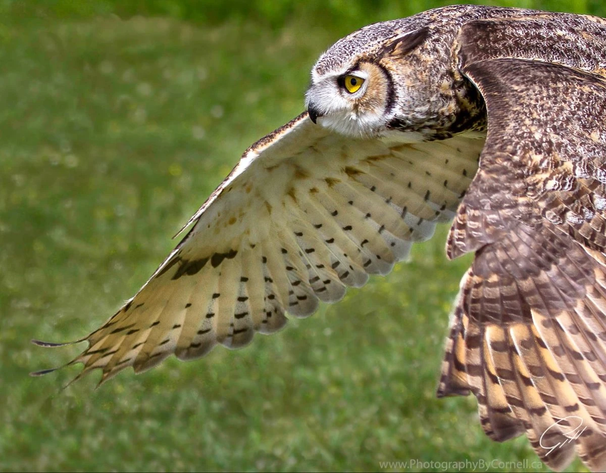 Năng lực khó tin của loài cú bự nhất thế giới: Săn cả hươu